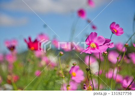 コスモス畑を行く新幹線 131927756