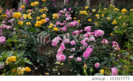 バラの花と緑 131927775