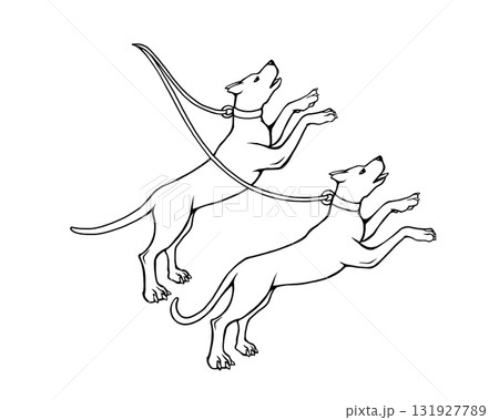 りょうけん座の二頭の犬の線画イラスト 131927789