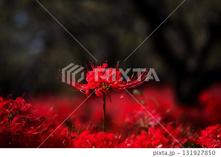 群生する秋の花　曼殊沙華 131927850