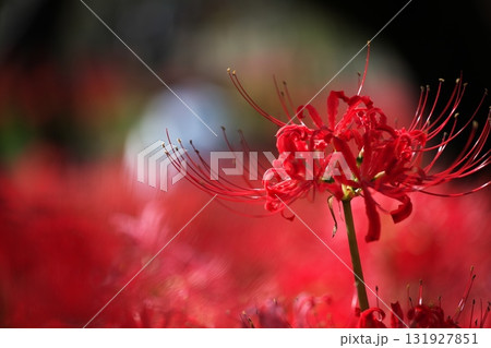 群生する秋の花　曼殊沙華 131927851