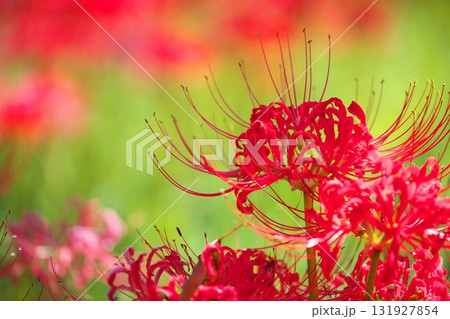 群生する秋の花　曼殊沙華 131927854