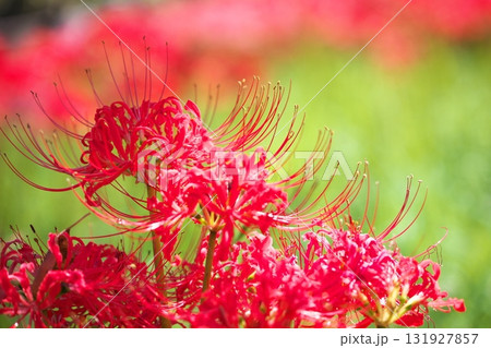 群生する秋の花　曼殊沙華 131927857