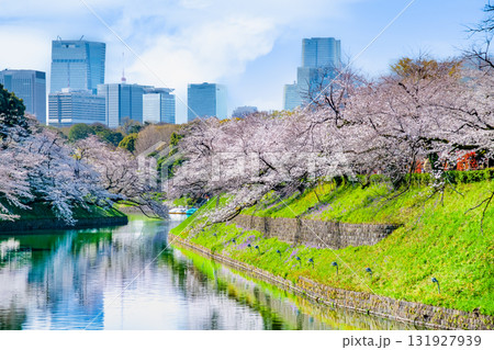 東京 桜満開の千鳥ヶ淵 131927939