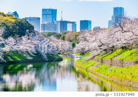 東京 桜満開の千鳥ヶ淵 131927940