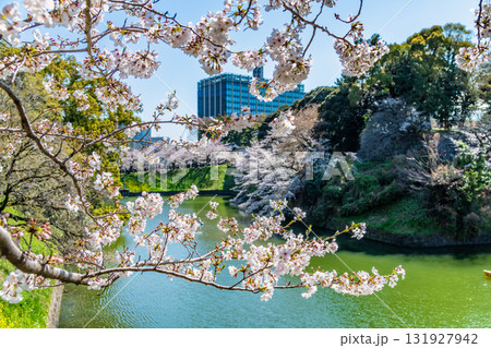 東京 桜満開の千鳥ヶ淵 131927942