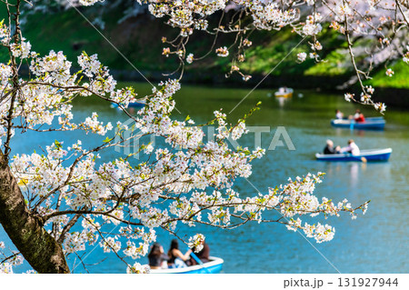 東京 桜満開の千鳥ヶ淵 131927944