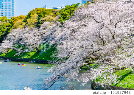 東京 桜満開の千鳥ヶ淵 131927948