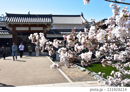 長野県松本市 松本城太鼓門(二の門)と満開桜 長野県松本市 松本城太鼓門(二の門)と満開桜 131928214