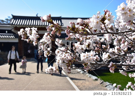 長野県松本市 松本城太鼓門(二の門)と満開桜 長野県松本市 松本城太鼓門(二の門)と満開桜 131928215