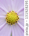 コスモスの花をクローズアップ 131928295