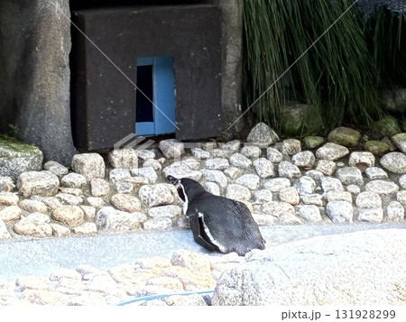 寝てるのペンギン 131928299