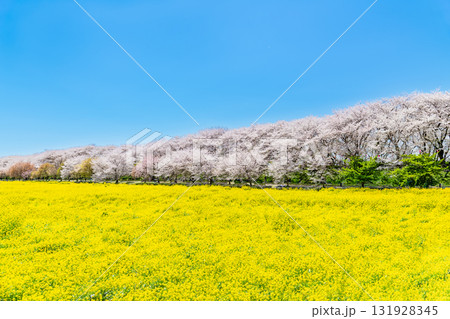 埼玉 幸手権現堂桜堤 桜並木と菜の花のじゅうたん 埼玉 幸手権現堂桜堤 桜並木と菜の花のじゅうたん 131928345