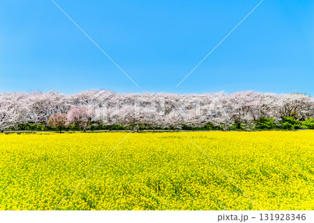 埼玉 幸手権現堂桜堤 桜並木と菜の花のじゅうたん 埼玉 幸手権現堂桜堤 桜並木と菜の花のじゅうたん 131928346
