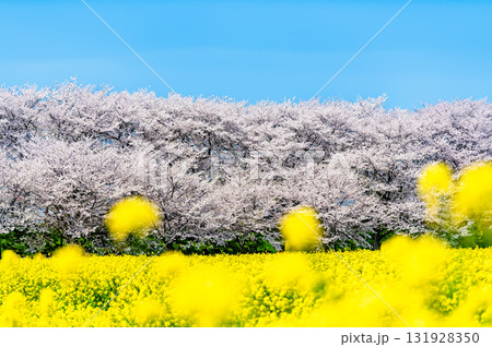 埼玉 幸手権現堂桜堤　桜並木と菜の花のじゅうたん 131928350