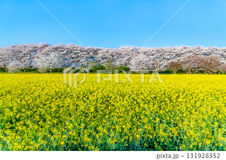 埼玉 幸手権現堂桜堤　桜並木と菜の花のじゅうたん 131928352