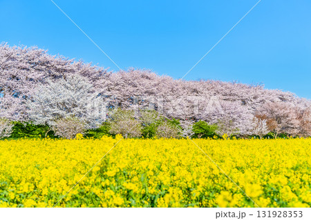 埼玉 幸手権現堂桜堤　桜並木と菜の花のじゅうたん 131928353