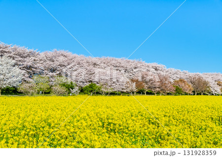 埼玉 幸手権現堂桜堤　桜並木と菜の花のじゅうたん 131928359