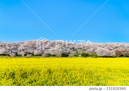 埼玉 幸手権現堂桜堤 桜並木と菜の花のじゅうたん 埼玉 幸手権現堂桜堤 桜並木と菜の花のじゅうたん 131928360