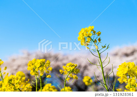 埼玉 幸手権現堂桜堤　桜と菜の花 131928361