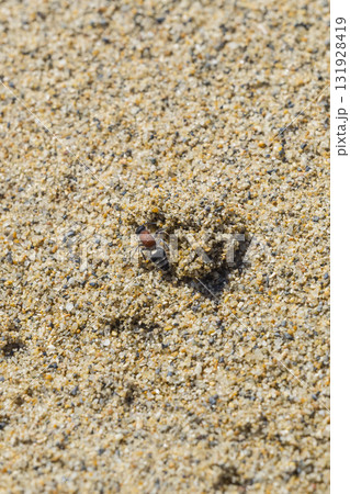 砂浜に生息するムネアカアリバチ 鳥取県 鳥取砂丘 131928419