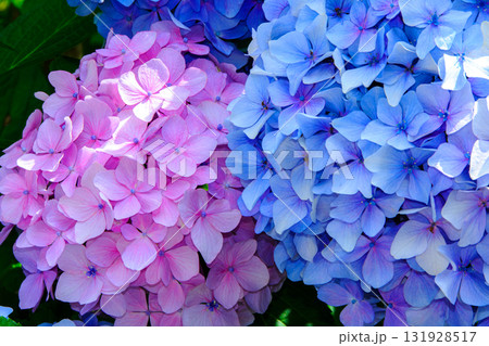 青とピンクが美しい紫陽花の花 131928517