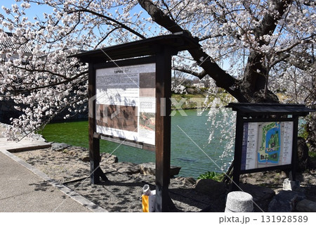 長野県松本市 松本城松本城太鼓門(二の門)前の満開桜と案内板 長野県松本市 松本城松本城太鼓門(二の門)前の満開桜と案内板 131928589