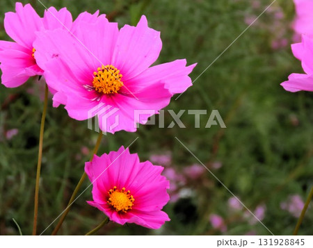 秋桜：コスモス：農村の風景：穂谷：郊外  131928845