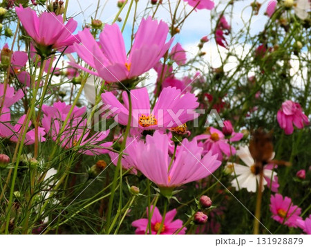 秋桜：コスモス：農村の風景：穂谷：郊外 131928879