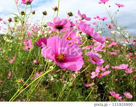 秋桜：コスモス：農村の風景：穂谷：郊外 131928900