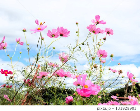 秋桜:コスモス:農村の風景:穂谷:郊外 秋桜:コスモス:農村の風景:穂谷:郊外 131928903