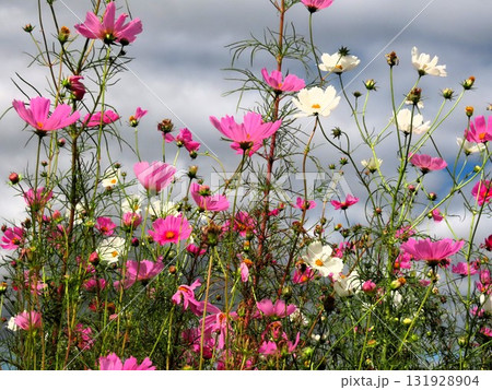 秋桜：コスモス：農村の風景：穂谷：郊外 131928904