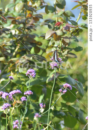 紫色の花に止まる蝶 131928935