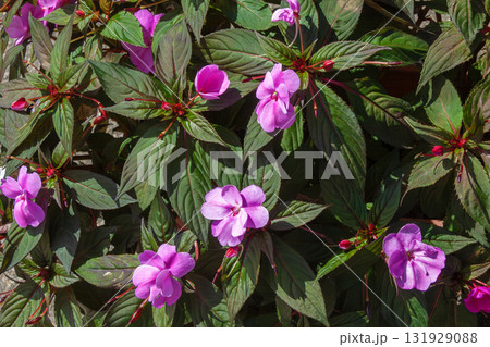 サンパチェンス 131929088