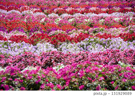 カラフルなサンパチェンスの絨毯（茶臼山高原） 131929089