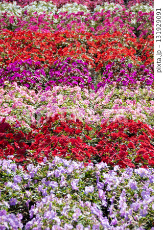 カラフルなサンパチェンスの絨毯（茶臼山高原） 131929091