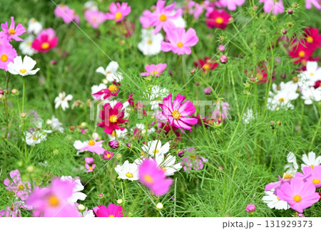 かわいいコスモスの花 かわいいコスモスの花 131929373