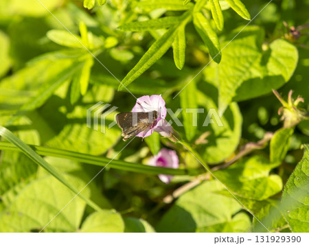 マメアサガオの蜜を吸うイチモンジセセリ 131929390