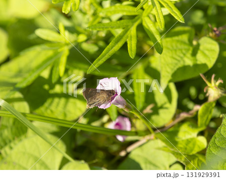 マメアサガオの蜜を吸うイチモンジセセリ 131929391
