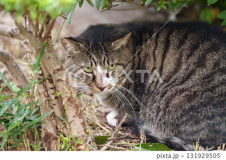 木陰にいる猫 木陰にいる猫 131929505