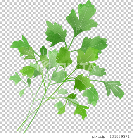 水彩風に描いたイタリアンパセリのイラスト 131929571