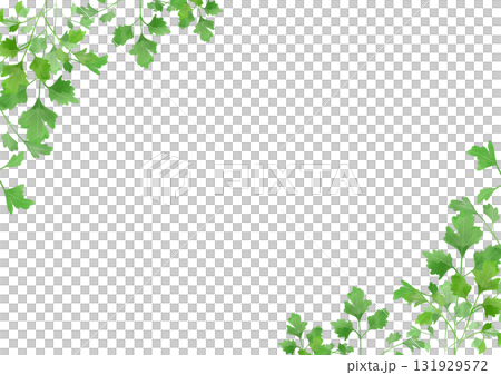 Watercolor illustration of Italian parsley 131929572