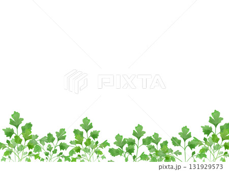 水彩風に描いたイタリアンパセリのイラスト 131929573