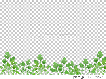 水彩風に描いたイタリアンパセリのイラスト 131929573