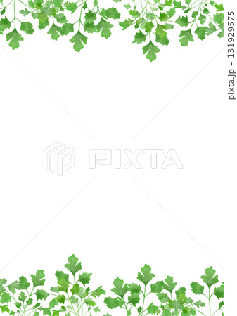 水彩風に描いたイタリアンパセリのイラスト 131929575