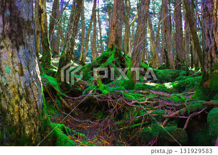 木漏れ日に映える苔むす森 131929583