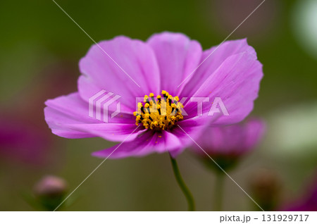 秋桜 秋桜 131929717