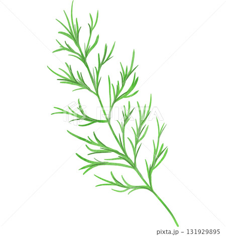 水彩風に描いたディルのイラスト 水彩風に描いたディルのイラスト 131929895