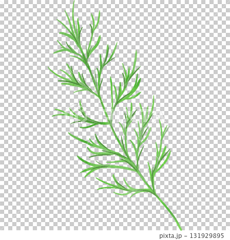 水彩風に描いたディルのイラスト 水彩風に描いたディルのイラスト 131929895