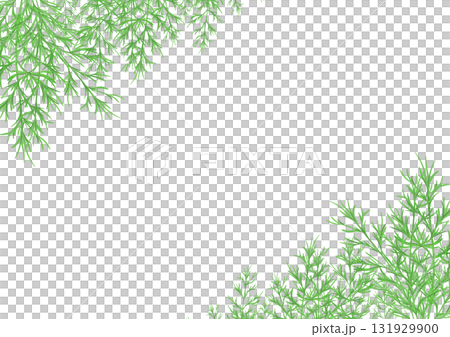 蒔蘿的水彩插圖 蒔蘿的水彩插圖 131929900